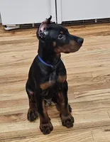 Donald , a male Doberman Pinscher for sale in Pennsylvania, PA – 1 of 2