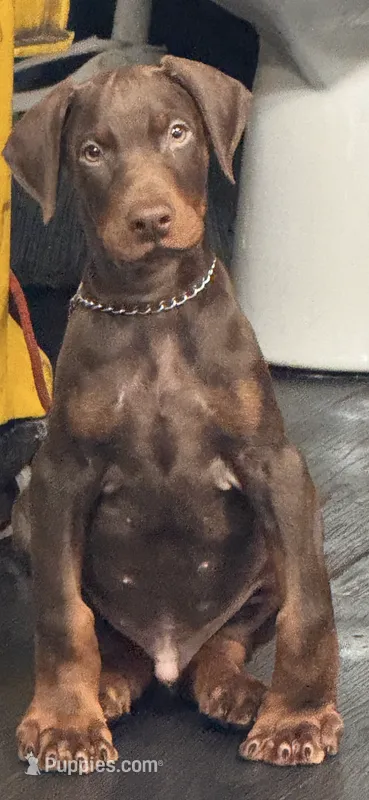 Coming soon – Doberman Pinscher puppy for sale in Pennsylvania, PA