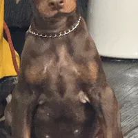 Coming soon, a  Doberman Pinscher for sale in Pennsylvania, PA – 1 of 1