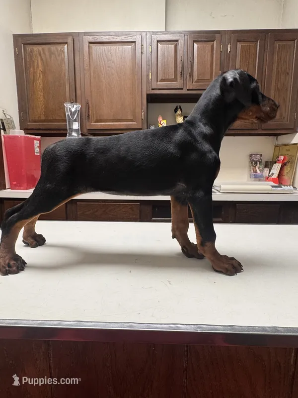 grace – Doberman Pinscher puppy for sale in Pennsylvania, PA