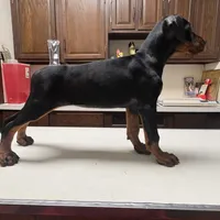 grace, a female Doberman Pinscher for sale in Pennsylvania, PA – 1 of 4