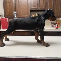 grace, a female Doberman Pinscher for sale in Pennsylvania, PA – 4 of 4