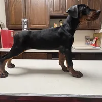 grace, a female Doberman Pinscher for sale in Pennsylvania, PA – 3 of 4