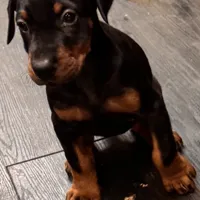 grace, a female Doberman Pinscher for sale in Pennsylvania, PA – 2 of 4