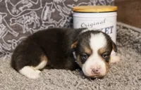 Agustus, a male Pembroke Welsh Corgi for sale in Hotchkiss, CO – 3 of 3