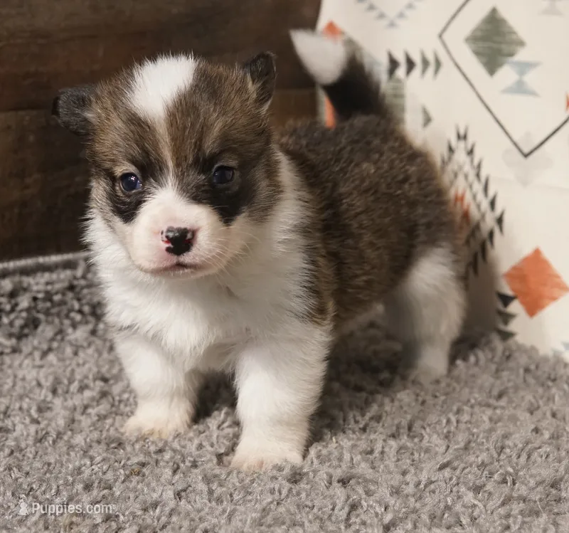Mocha with tail – Pembroke Welsh Corgi puppy for sale in Hotchkiss, CO
