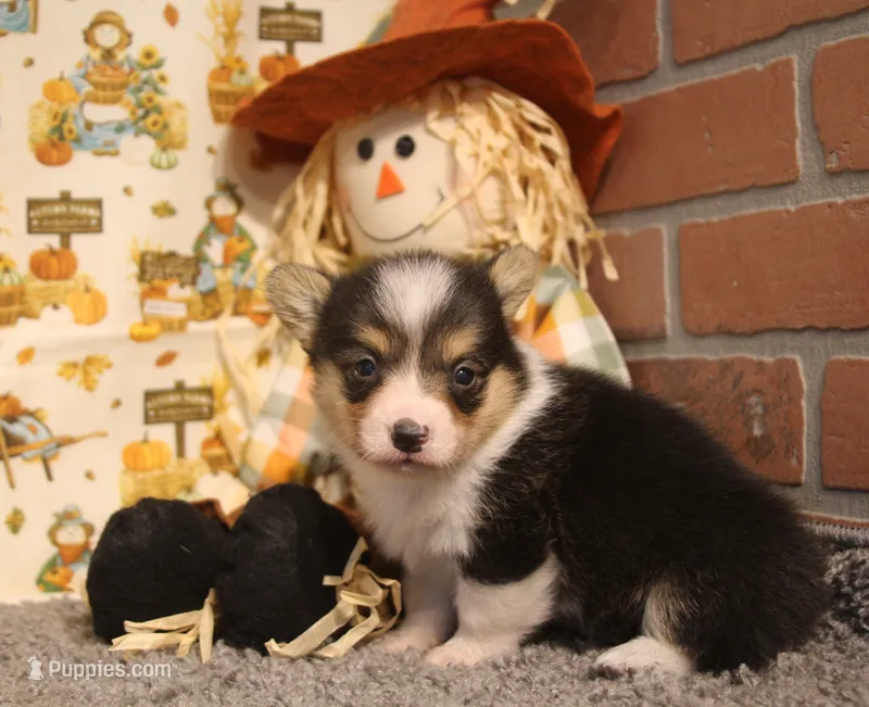 Hank – Pembroke Welsh Corgi puppy for sale in Hotchkiss, CO