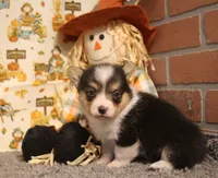 Hank, a male Pembroke Welsh Corgi for sale in Hotchkiss, CO – 4 of 6