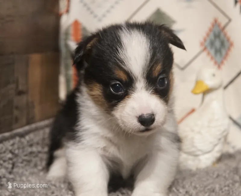 Ella – Pembroke Welsh Corgi puppy for sale in Hotchkiss, CO