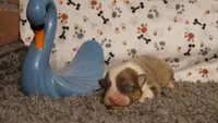 Dani, a female Pembroke Welsh Corgi for sale in Hotchkiss, CO – 3 of 3