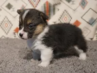 Maple, a female Pembroke Welsh Corgi for sale in Hotchkiss, CO – 3 of 3