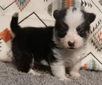 Taz, a male Pembroke Welsh Corgi for sale in Hotchkiss, CO – 2 of 3