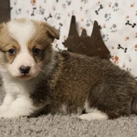 Bandit, a male Pembroke Welsh Corgi for sale in Hotchkiss, CO – Photo 2 of 3