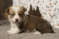 Bandit, a male Pembroke Welsh Corgi for sale in Hotchkiss, CO – Photo 2 of 3