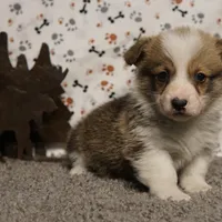 Bandit, a male Pembroke Welsh Corgi for sale in Hotchkiss, CO – Photo 1 of 3