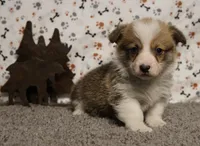 Bandit, a male Pembroke Welsh Corgi for sale in Hotchkiss, CO – Photo 1 of 3