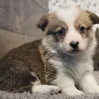 Bandit, a male Pembroke Welsh Corgi for sale in Hotchkiss, CO – Photo 3 of 3