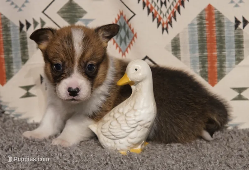 Loki – Pembroke Welsh Corgi puppy for sale in Hotchkiss, CO