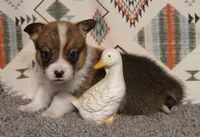 Loki, a male Pembroke Welsh Corgi for sale in Hotchkiss, CO – 1 of 3