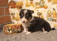 Avery, a female Pembroke Welsh Corgi for sale in Hotchkiss, CO – 6 of 6