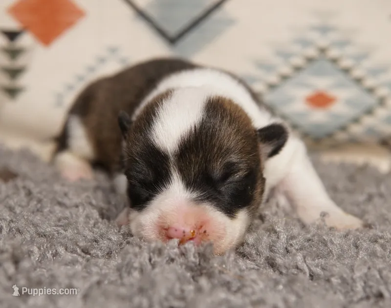 Mochi – Pembroke Welsh Corgi puppy for sale in Hotchkiss, CO
