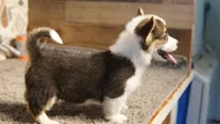 Taz, a male Pembroke Welsh Corgi for sale in Hotchkiss, CO – 2 of 3