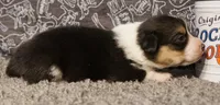 Luna, a female Pembroke Welsh Corgi for sale in Hotchkiss, CO – 2 of 3