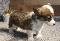 Mocha with tail, a female Pembroke Welsh Corgi for sale in Hotchkiss, CO – 2 of 3