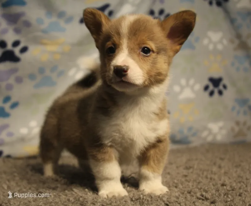 Sterling – Pembroke Welsh Corgi puppy for sale in Hotchkiss, CO