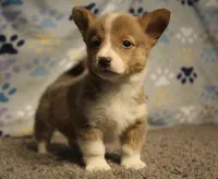 Sterling, a male Pembroke Welsh Corgi for sale in Hotchkiss, CO – 1 of 9