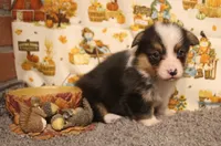 Elliot, a male Pembroke Welsh Corgi for sale in Hotchkiss, CO – 6 of 6