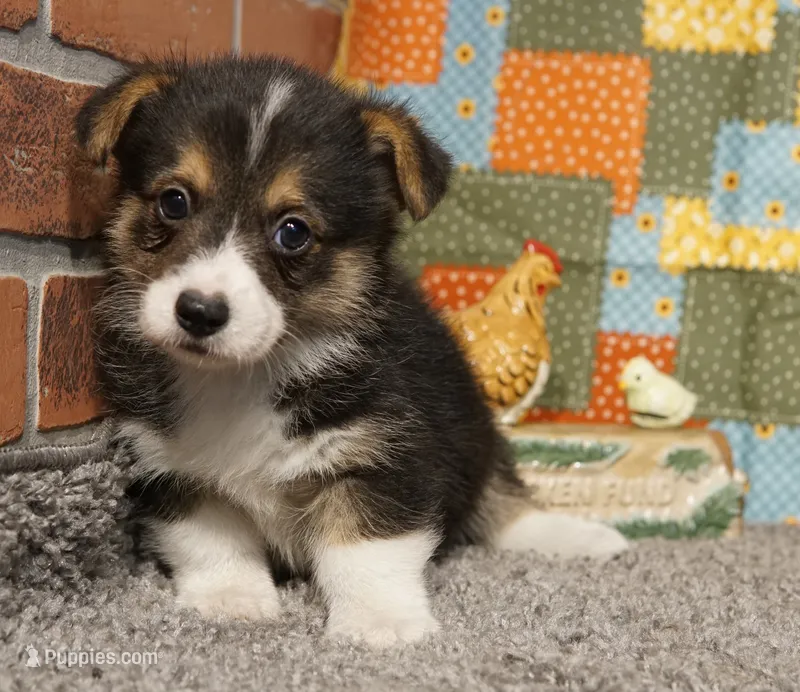 Tommy with Tail – Pembroke Welsh Corgi puppy for sale in Hotchkiss, CO