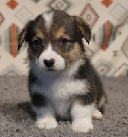 Mr. Bean, a male Pembroke Welsh Corgi for sale in Hotchkiss, CO – 1 of 3