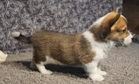 Loki, a male Pembroke Welsh Corgi for sale in Hotchkiss, CO – 2 of 3