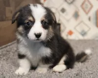 Roofus, a male Pembroke Welsh Corgi for sale in Hotchkiss, CO – 1 of 3