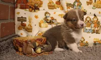 Sterling, a male Pembroke Welsh Corgi for sale in Hotchkiss, CO – 6 of 9