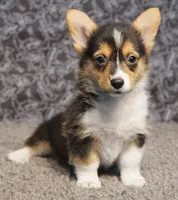 Emma with tail, a female Pembroke Welsh Corgi for sale in Hotchkiss, CO – Photo 1 of 3