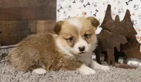 Lightning, a male Pembroke Welsh Corgi for sale in Hotchkiss, CO – Photo 2 of 3