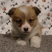 Lightning, a male Pembroke Welsh Corgi for sale in Hotchkiss, CO – Photo 1 of 3
