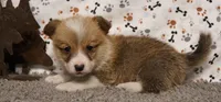 Lightning, a male Pembroke Welsh Corgi for sale in Hotchkiss, CO – Photo 3 of 3