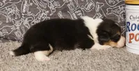 Luna, a female Pembroke Welsh Corgi for sale in Hotchkiss, CO – 3 of 3