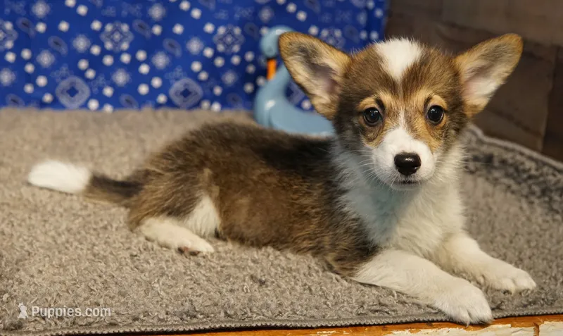 Mocha with tail – Pembroke Welsh Corgi puppy for sale in Hotchkiss, CO