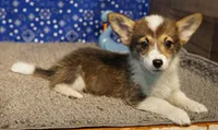 Mocha with tail, a female Pembroke Welsh Corgi for sale in Hotchkiss, CO – 1 of 3