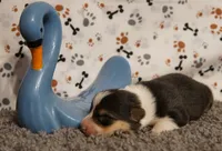 Hank, a male Pembroke Welsh Corgi for sale in Hotchkiss, CO – 2 of 3