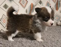 Mocha with tail, a female Pembroke Welsh Corgi for sale in Hotchkiss, CO – 3 of 3