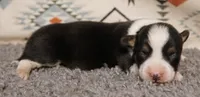 Ella, a female Pembroke Welsh Corgi for sale in Hotchkiss, CO – 2 of 3