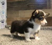 Avery, a female Pembroke Welsh Corgi for sale in Hotchkiss, CO – 2 of 6