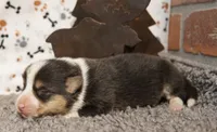 Cliff, a male Pembroke Welsh Corgi for sale in Hotchkiss, CO – 2 of 3