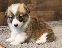 Teddy, a male Pembroke Welsh Corgi for sale in Hotchkiss, CO – 3 of 3