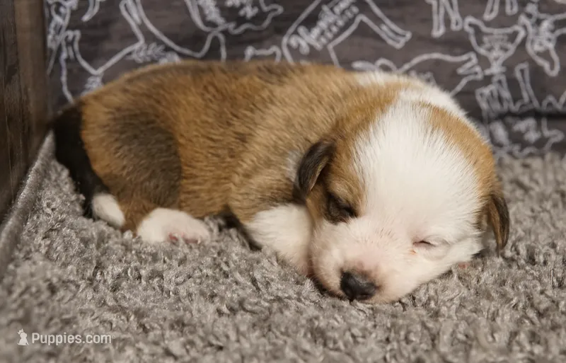 Rabbit – Pembroke Welsh Corgi puppy for sale in Hotchkiss, CO
